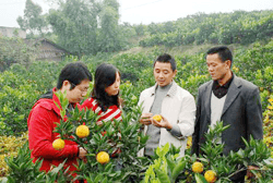 Rural Entrepreneurial Project · Village Entrepreneurs & Homestay Incubation Photo 3